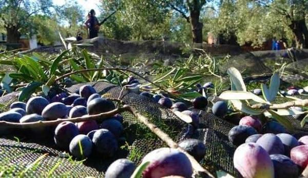 Растет число оливковых деревьев в Турции