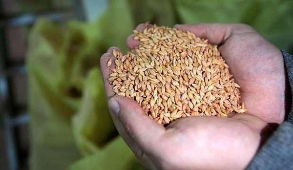 Турция экспортирует семена в 93 страны