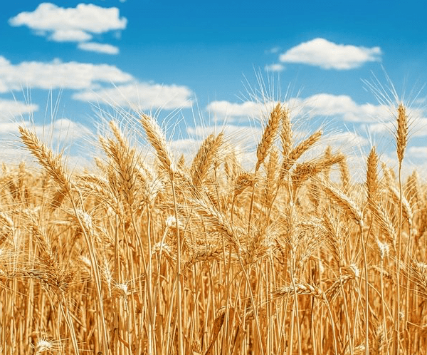 Турция ожидает урожай пшеницы в размере 20 миллионов тонн