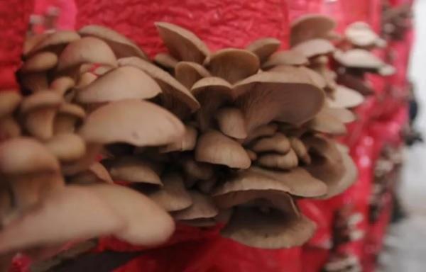 В Турции зарегистрировали первые искусственно выращенные грибы