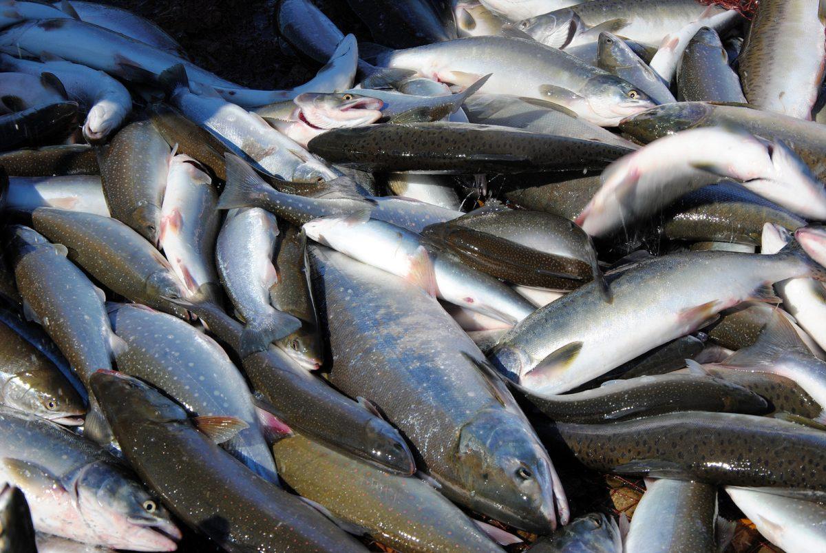 Экспорт турецкого лосося из Черного моря увеличился на 149%