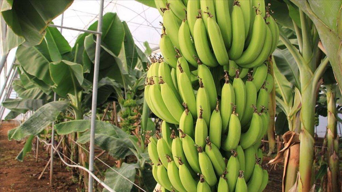 Производство бананов в Турции выросло на 140%