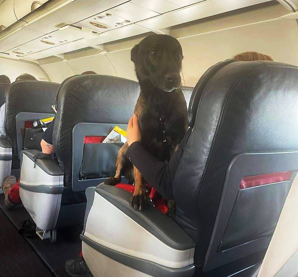 Турецкие авиалинии отправили собак-спасателей домой бизнес-классом