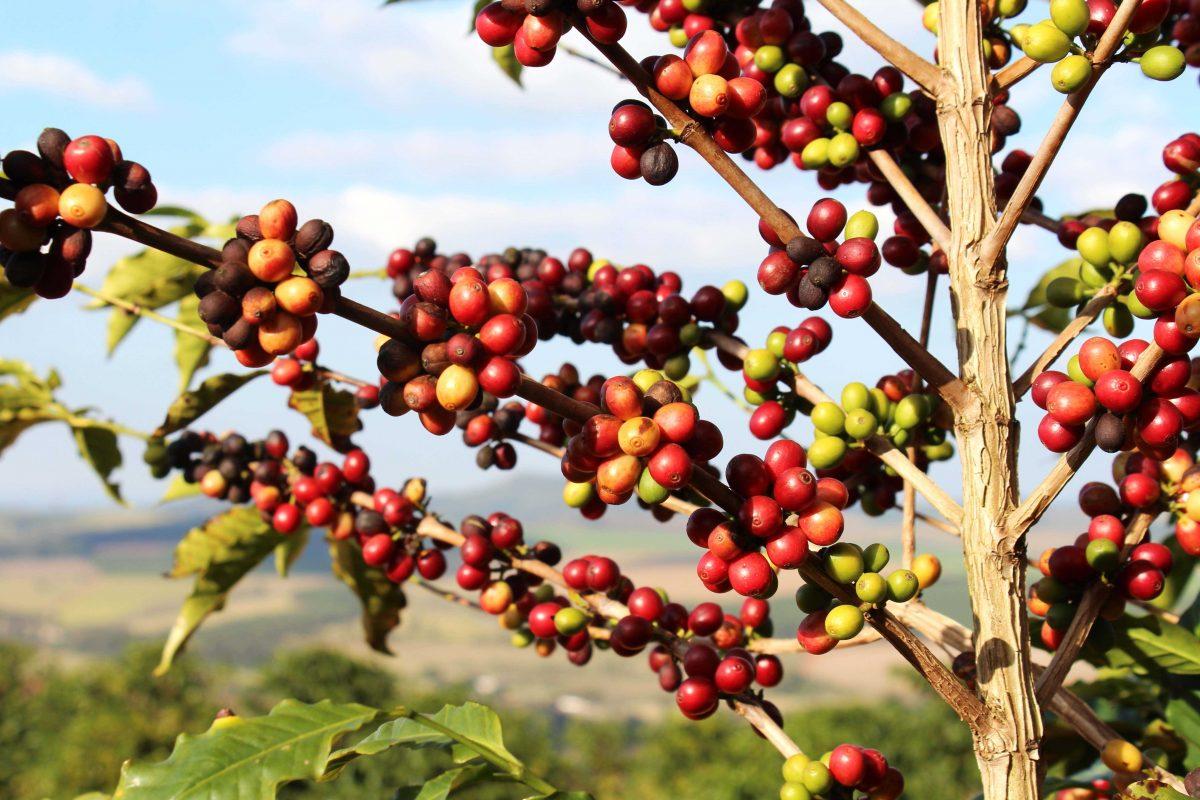 В Мерсине фермер смог вырастить собственный кофе