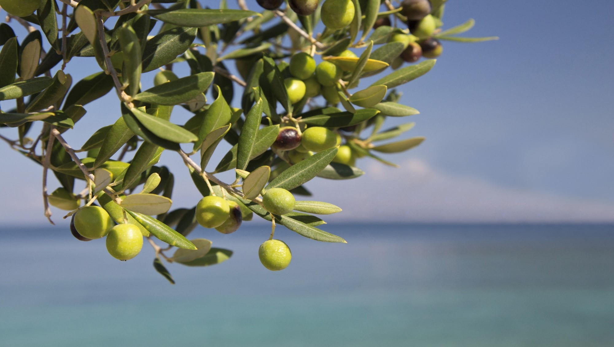 На Северном Кипре появился собственный сорт оливок